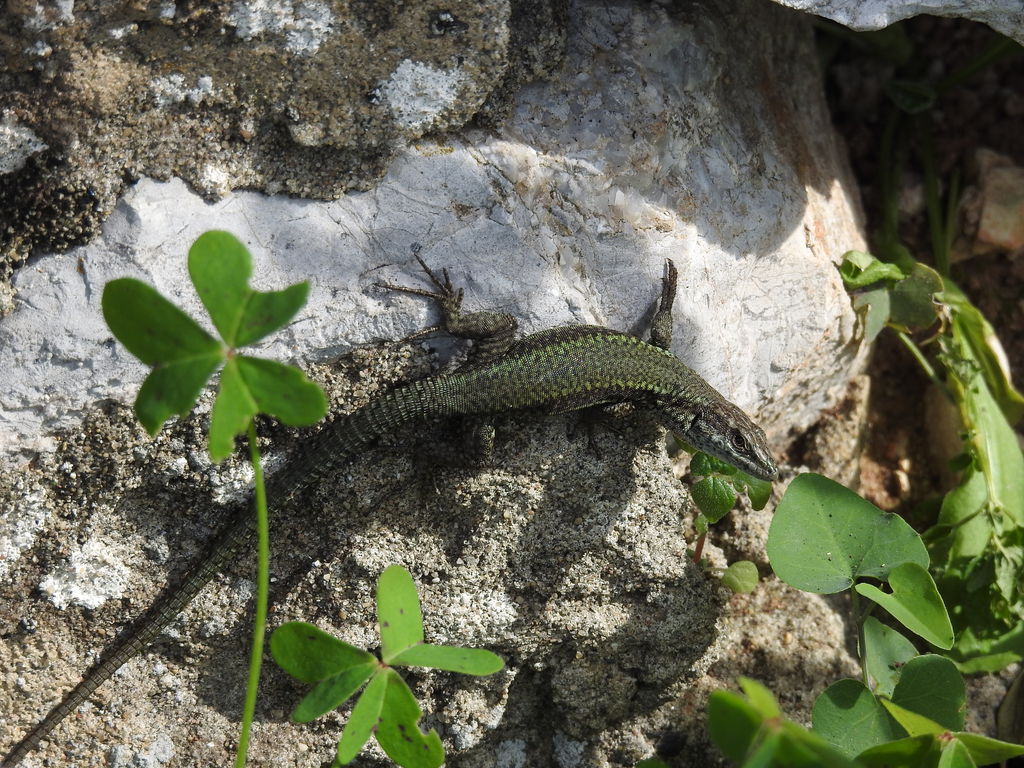 Andalusian Wall Lizard male