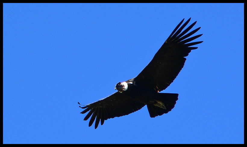Andean Condor