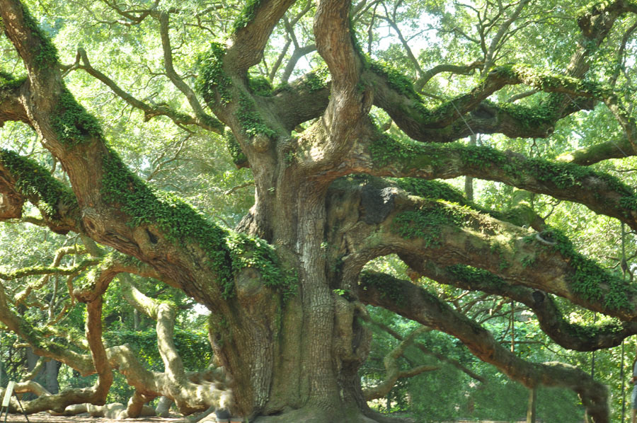 Angel Oak