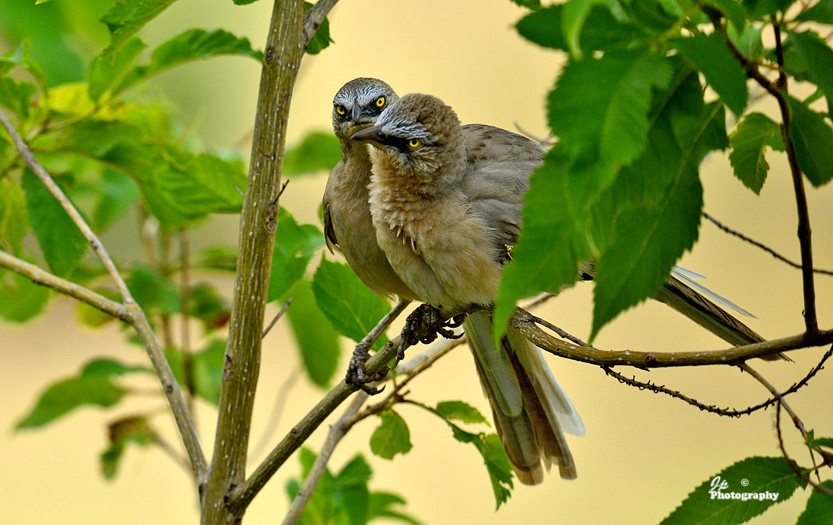 Angry Birds