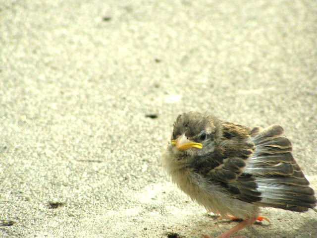 Angry Sparrow