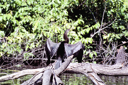 Anhinga drying out