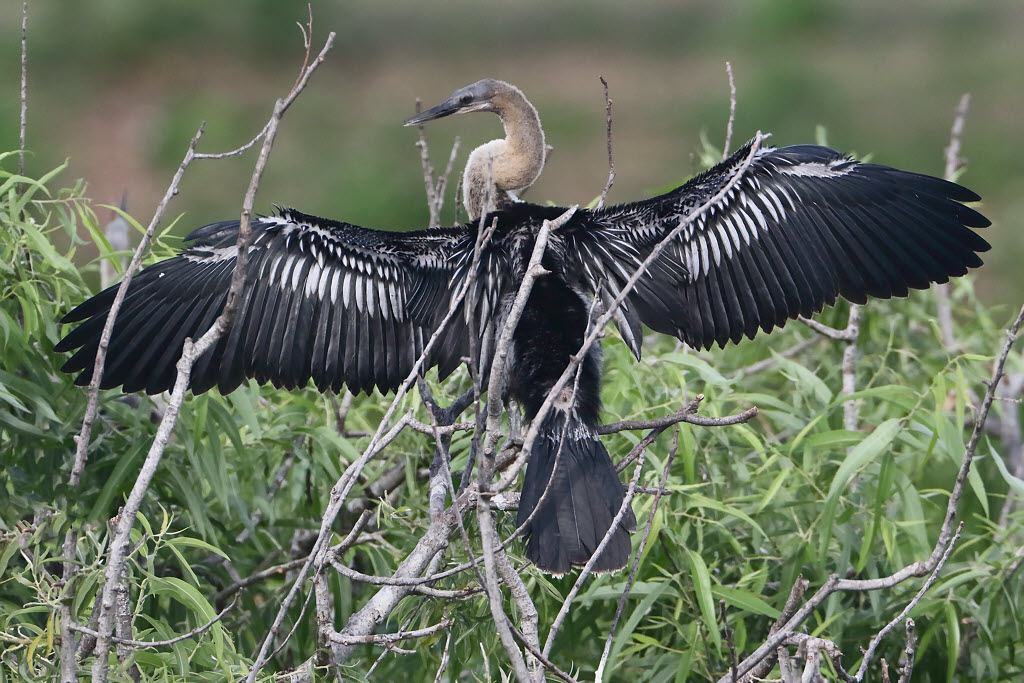 Anhinga, Female