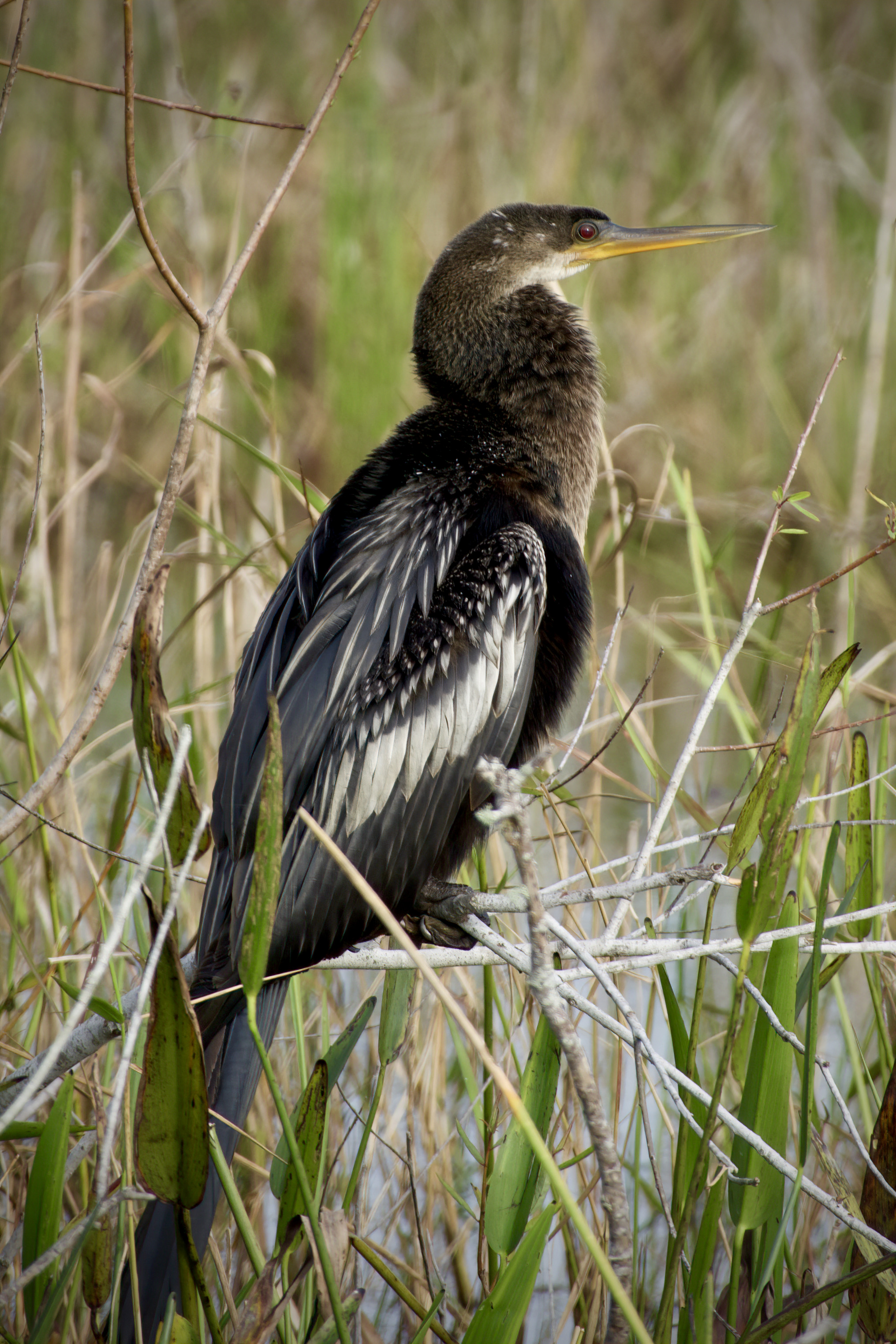 Anhinga in the Marsh