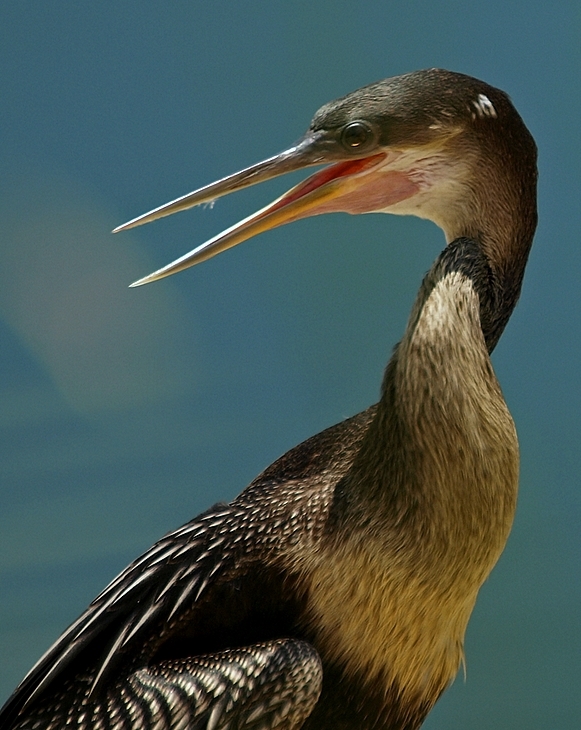 Anhinga - Snake Bird