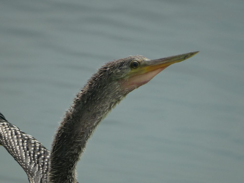 Anhinga