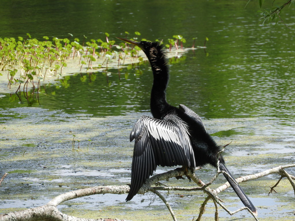 Anhinga