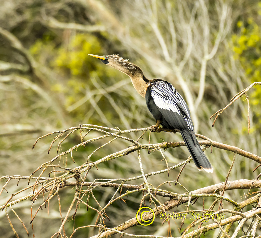 Anhinga