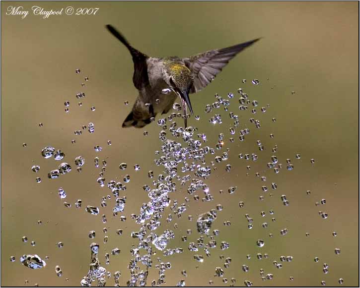 Anna's Hummingbird