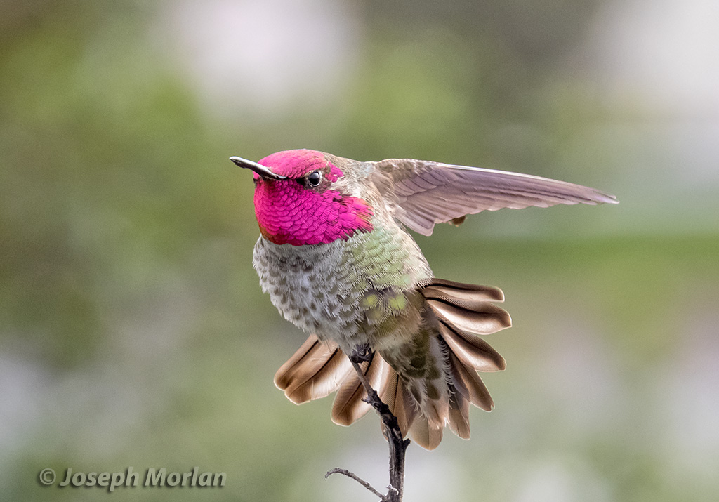 Anna's Hummingbird