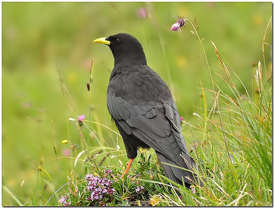 Another Alpine Chough