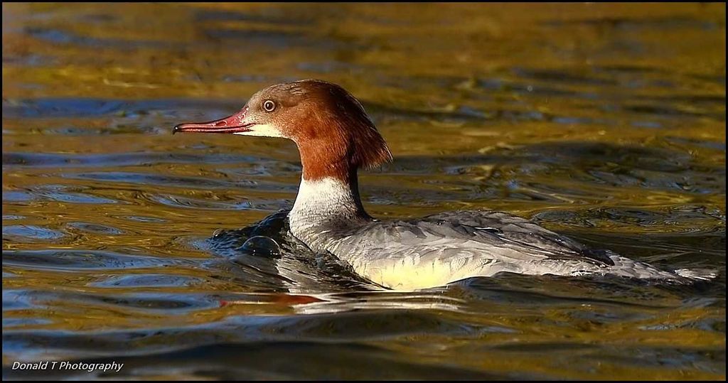 Another Goosander ( Female )