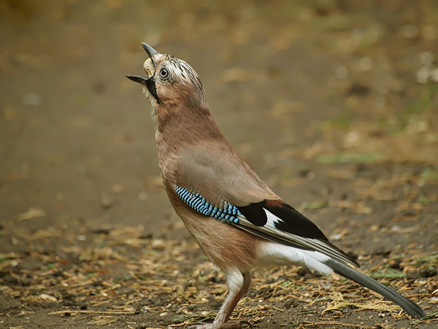 Another Jay