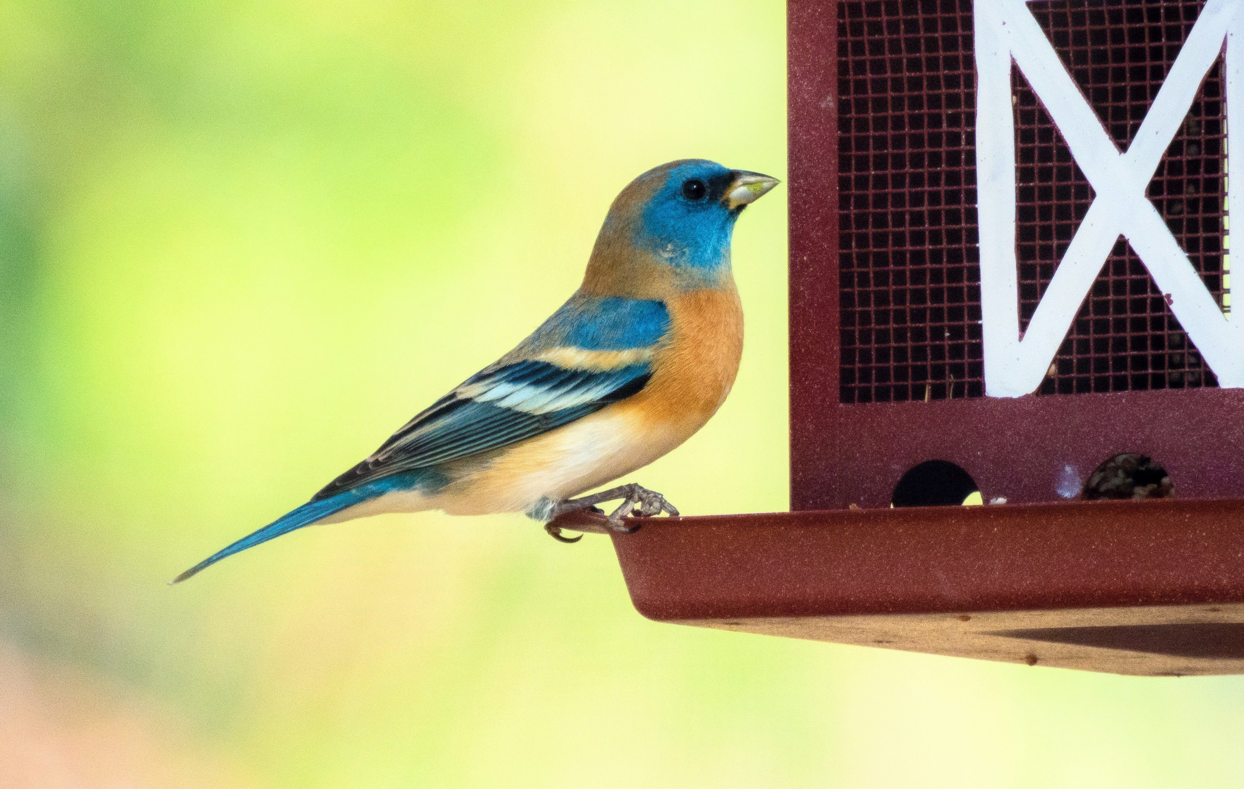 Another lazuli on the feeder