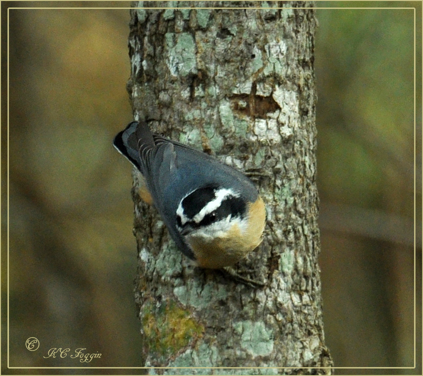 Another Nuthatch Image