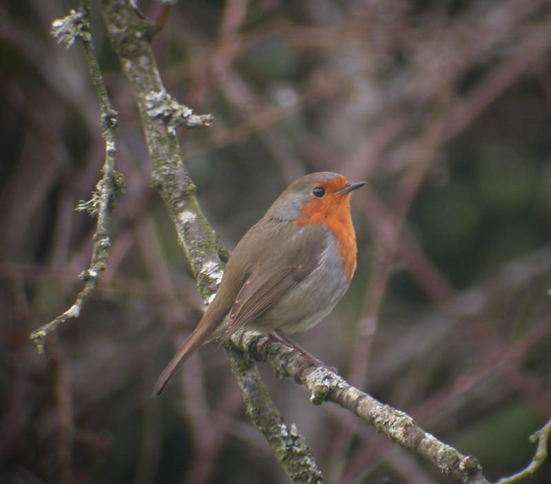 Another Robin