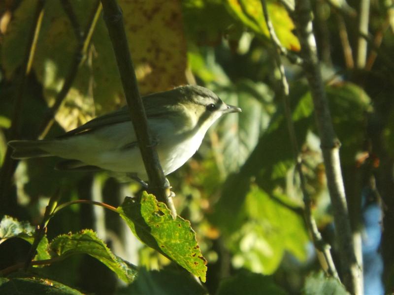 Another shot of the Vireo