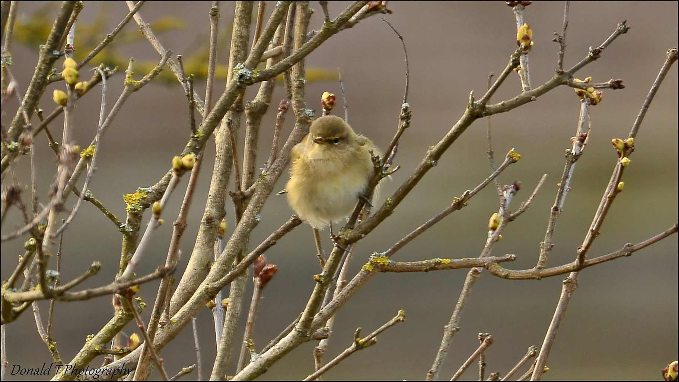 Another shot of this rarity to our Garden.  ( Chiffchaff )