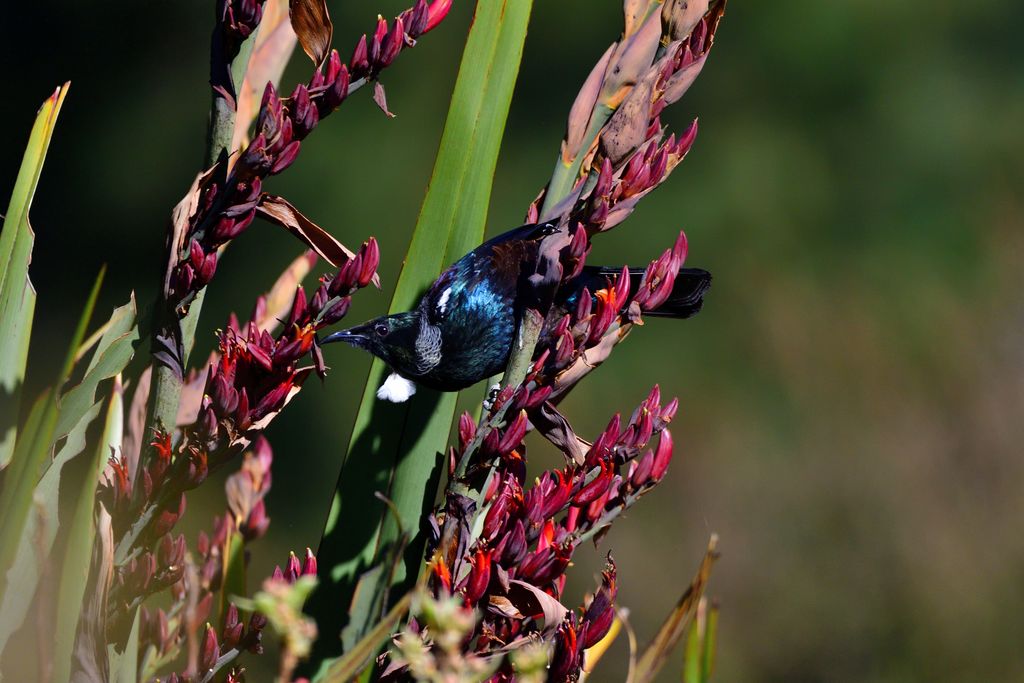 another view of this honeyeater