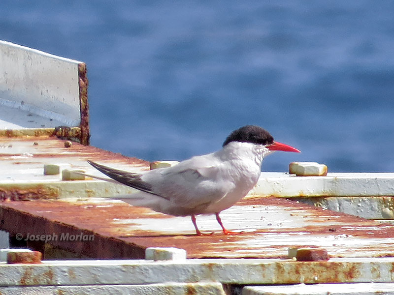 Antarctic Tern