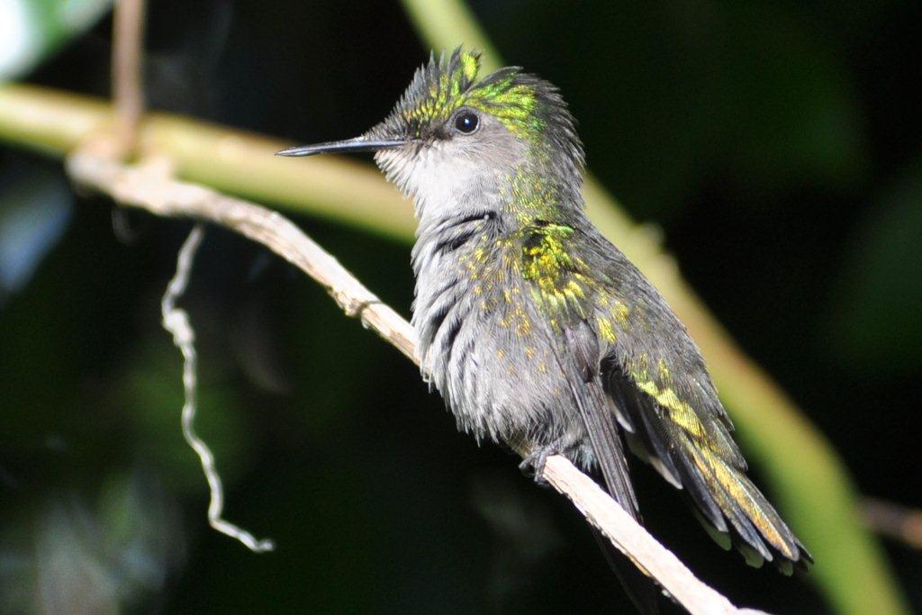 Antillean Crested Humming Bird, St. Thomas, USVI