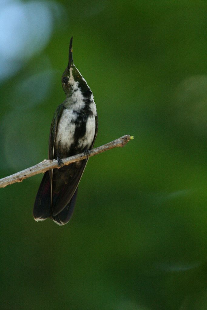 Antillean Mango