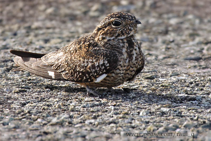Antillean Nighthawk