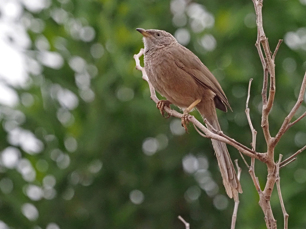 Arabian Babbler perched