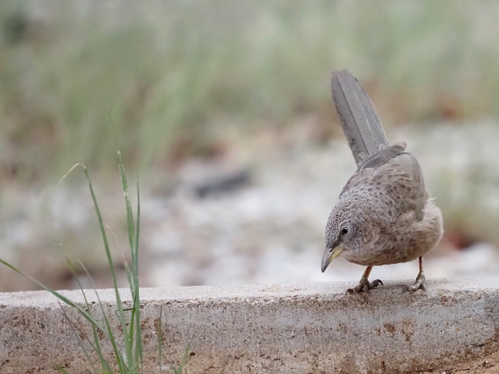 Arabian babbler