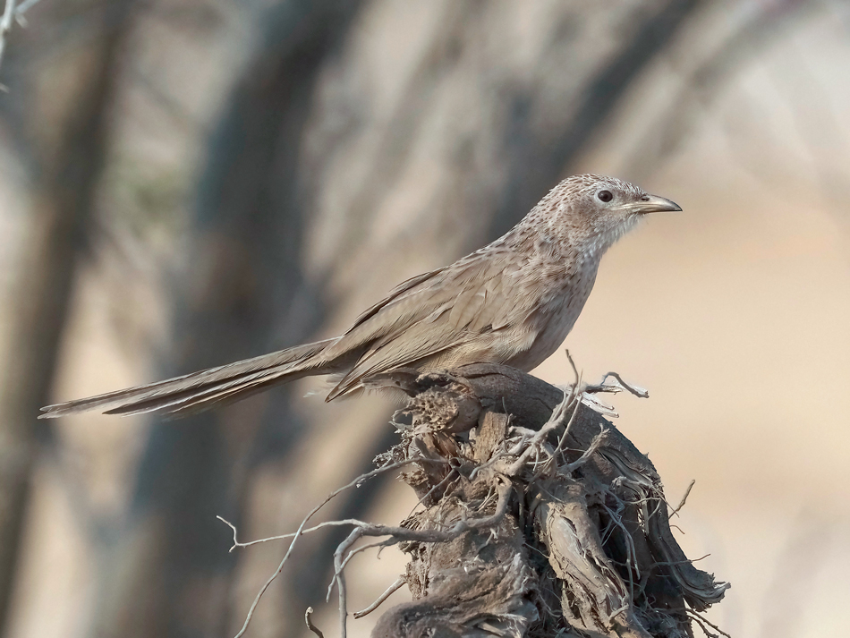 Arabian babbler