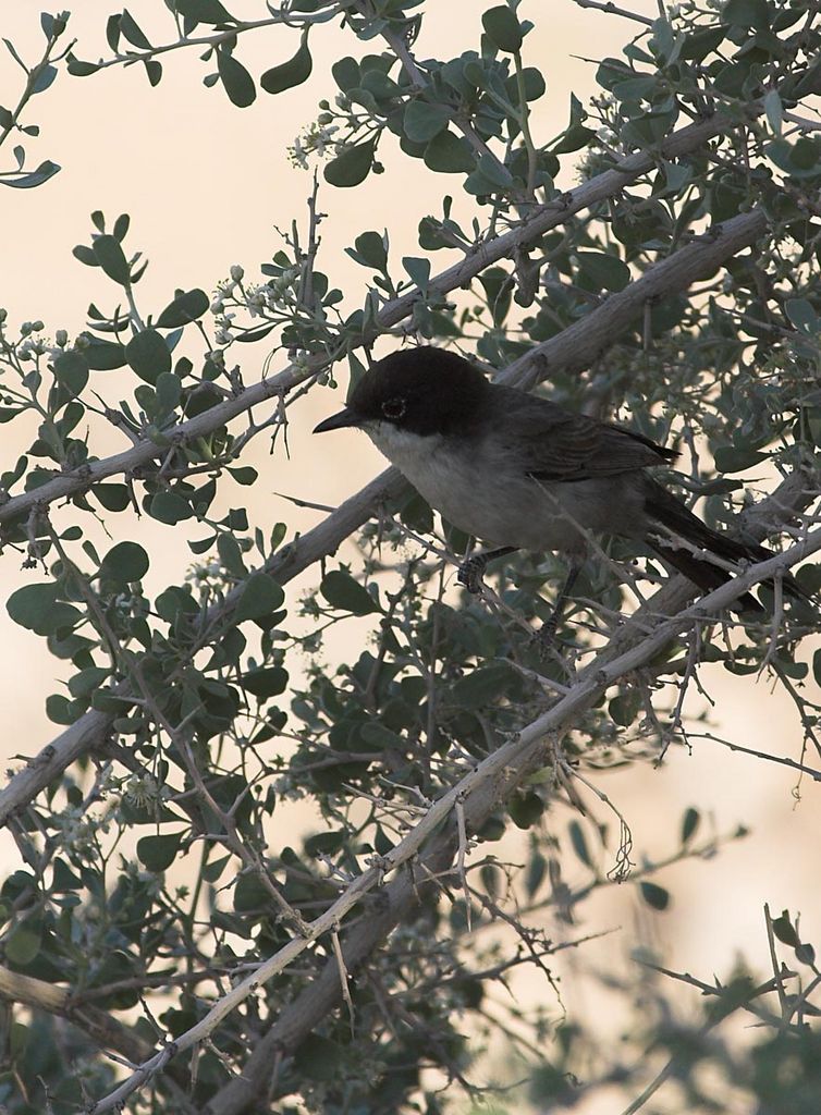 Arabian Warbler (negevensis)