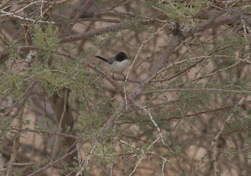 Arabian Warbler