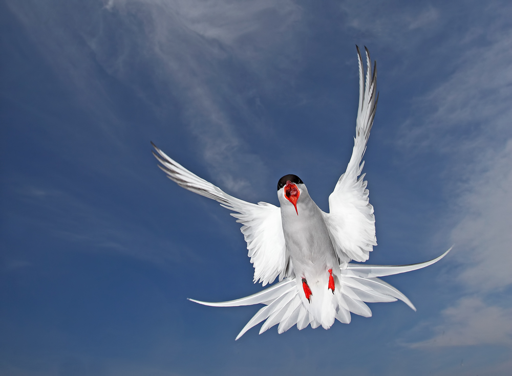 arctic tern