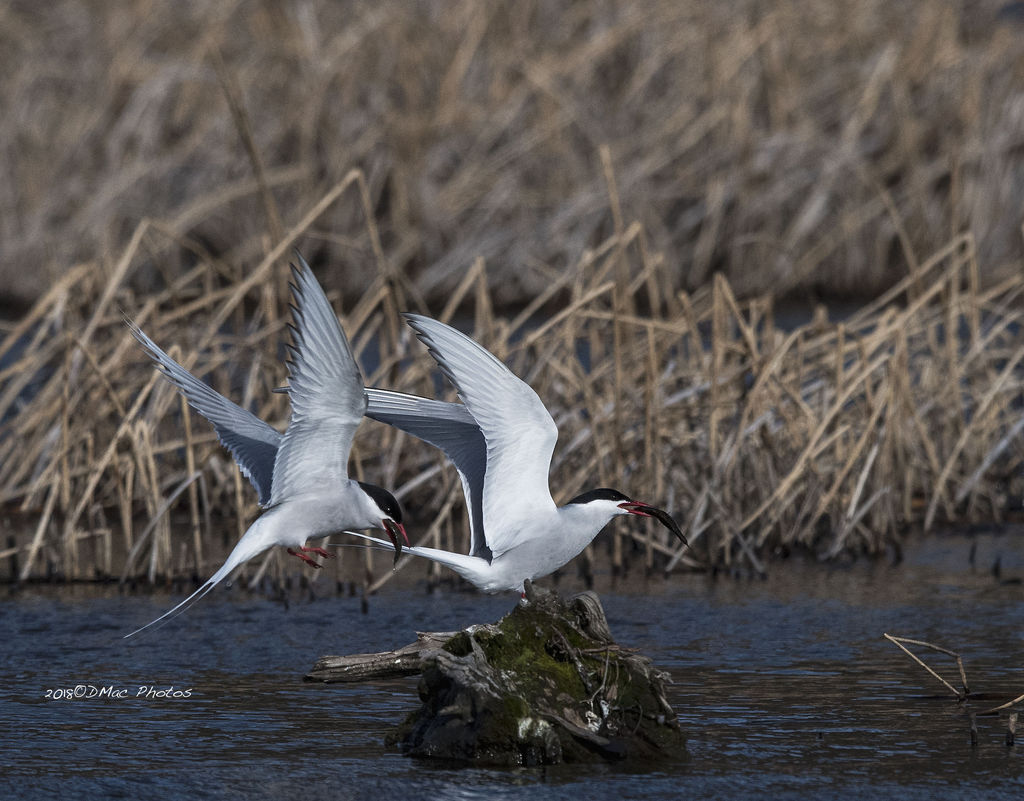 Arctic Terns