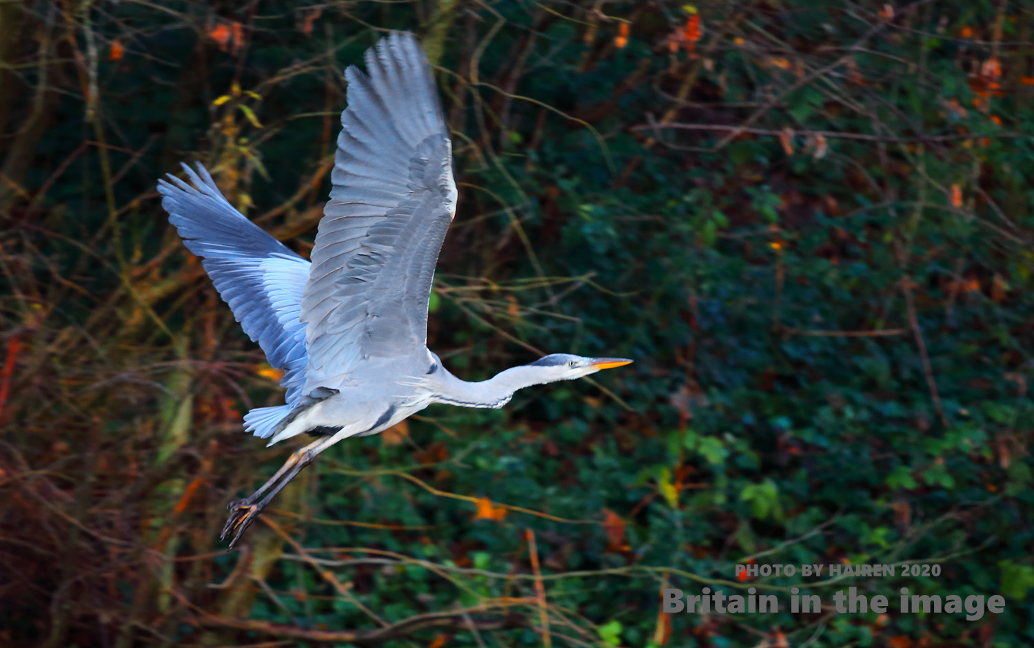 Ardea cinerea