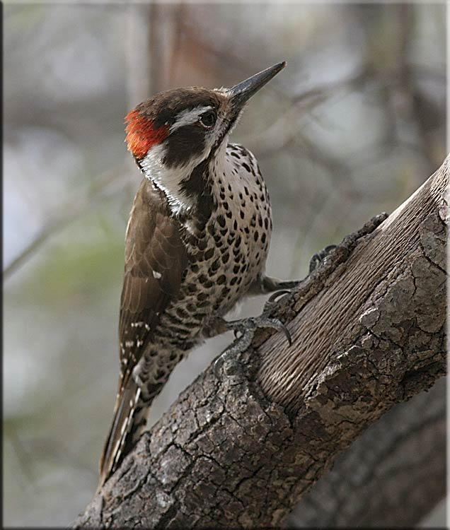 Arizona Woodpecker Close-up