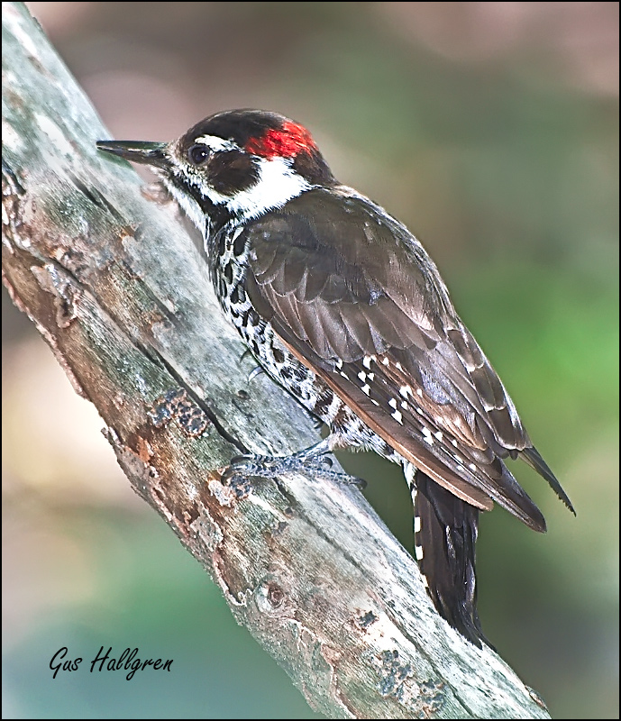 Arizona Woodpecker