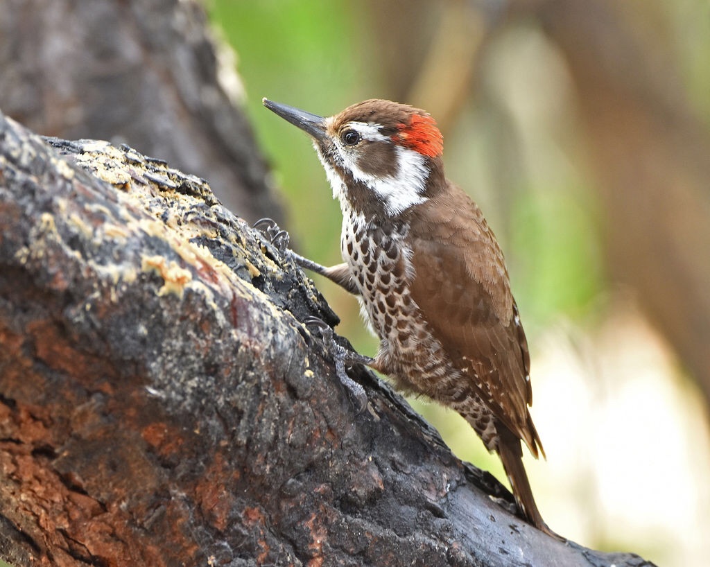 Arizona Woodpecker