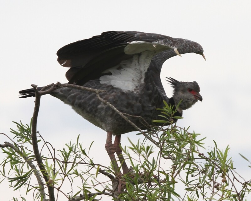 Armed Southern Screamer