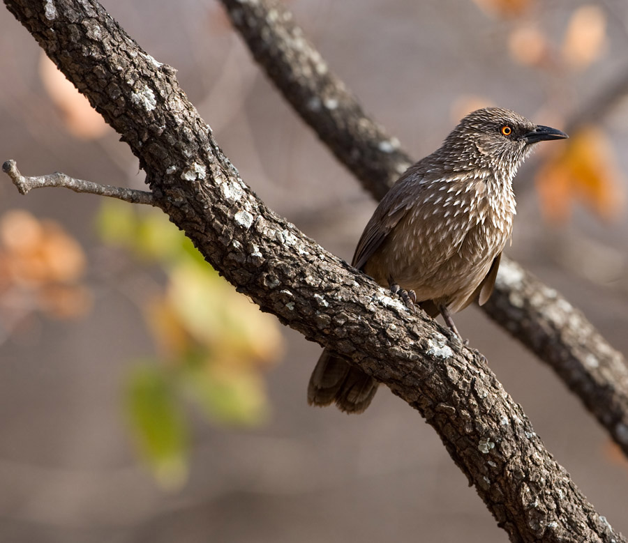 Arrow-marked Babbler