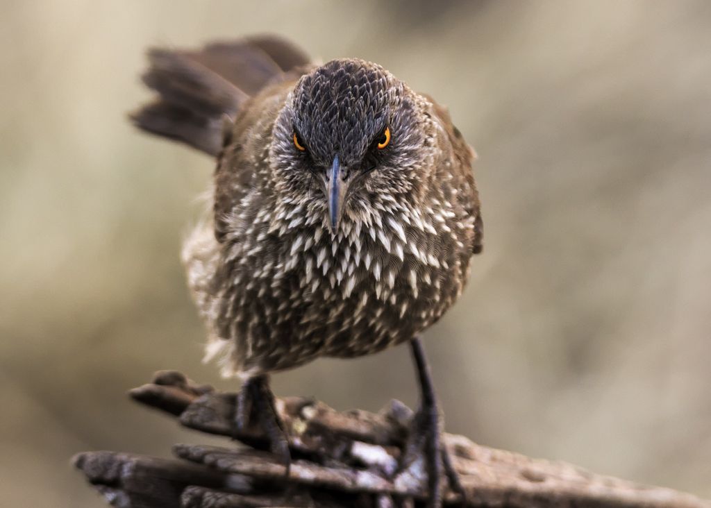 Arrow Marked Babbler
