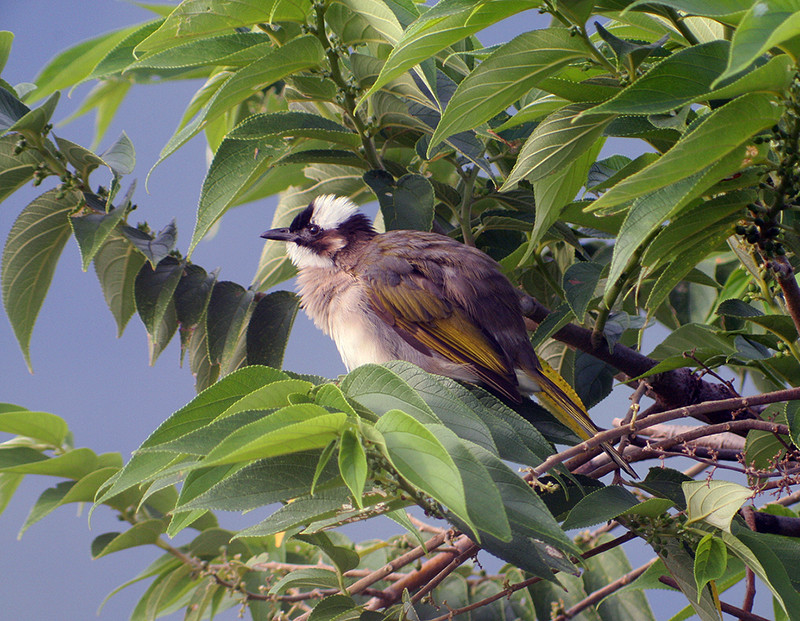 as time goes by BirdForum