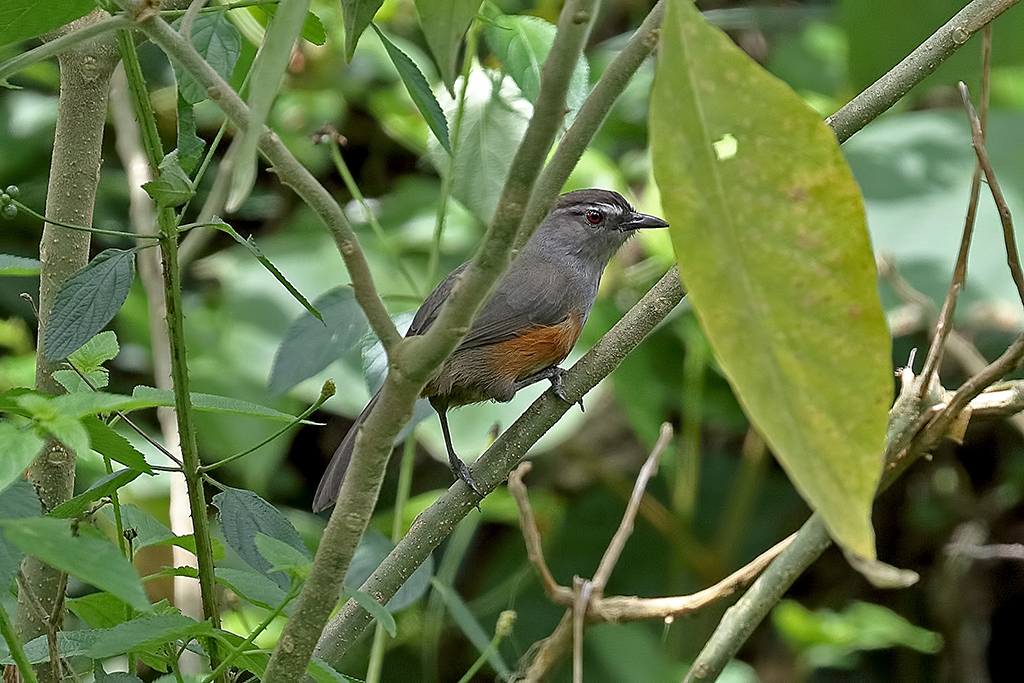 Ashambu Laughingthrush