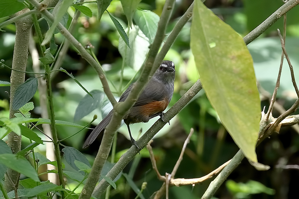 Ashambu Laughingthrush