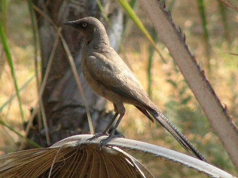 Ashy Starling - DB