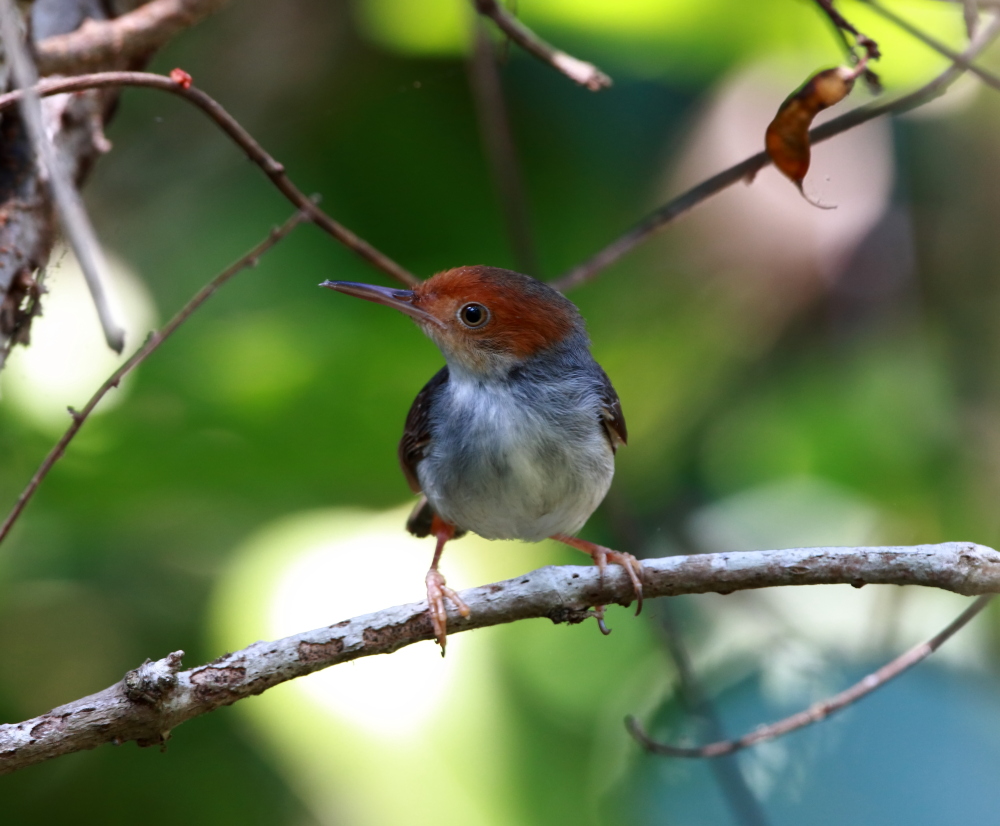 Ashy Tailor Bird