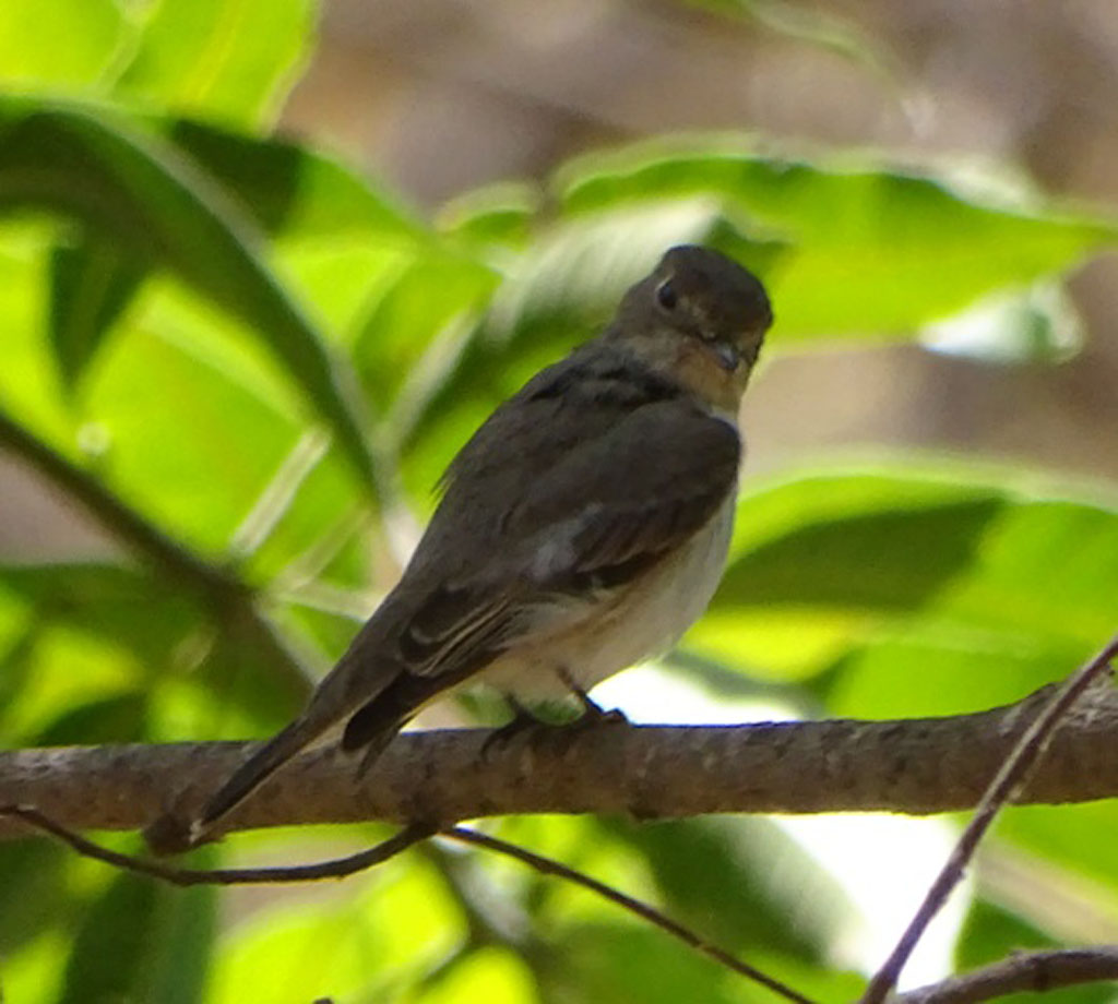 Asian Brown Flycatcher