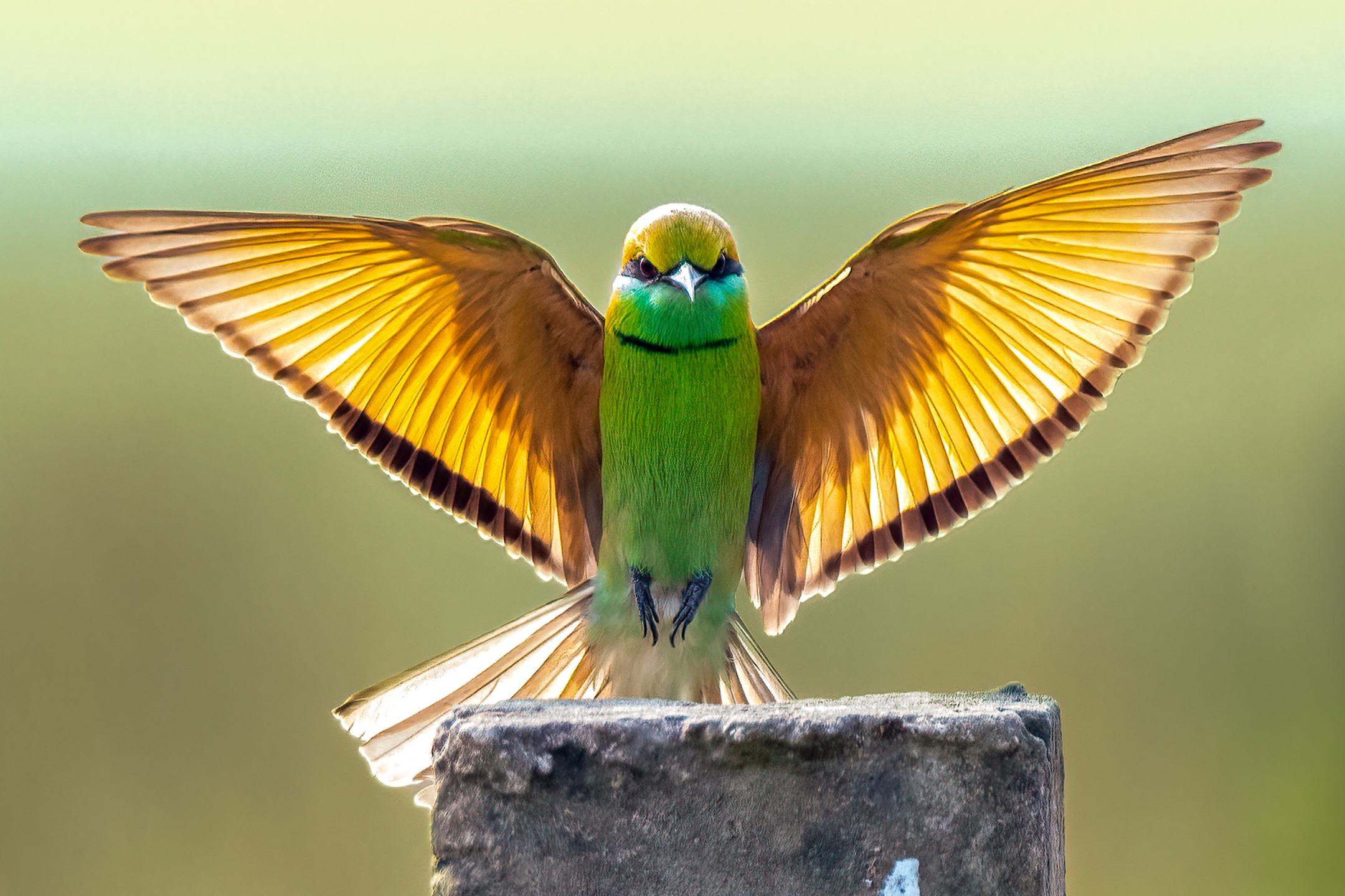 Asian Green Bee-eater