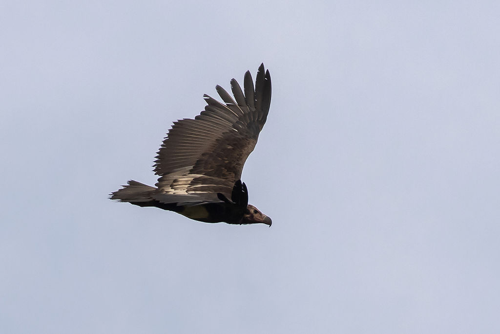 Asian King Vulture