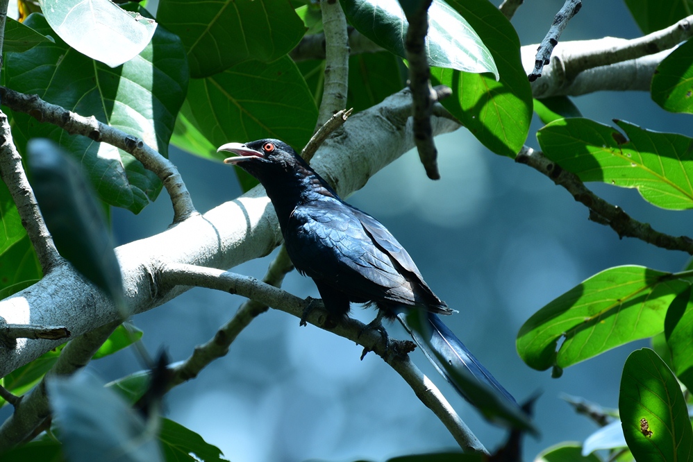 Asian Koel